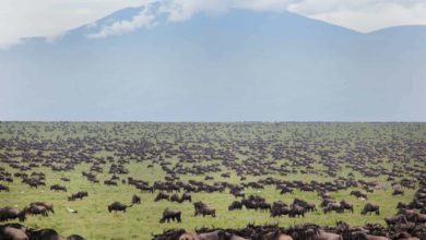 Principales différences entre la réserve nationale du Masaï Mara et les concessions privées de la région de Mara (17/04/2021)