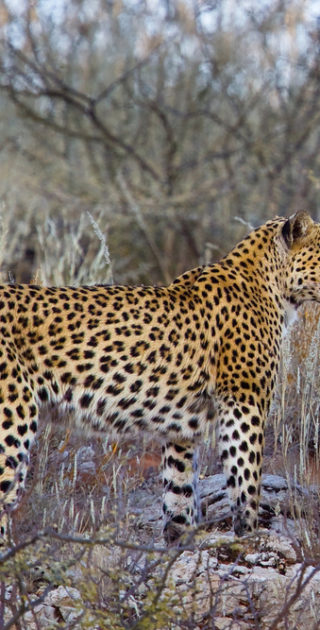 02-kalahari-namibie