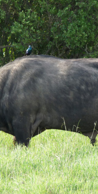 02-meru-kenya