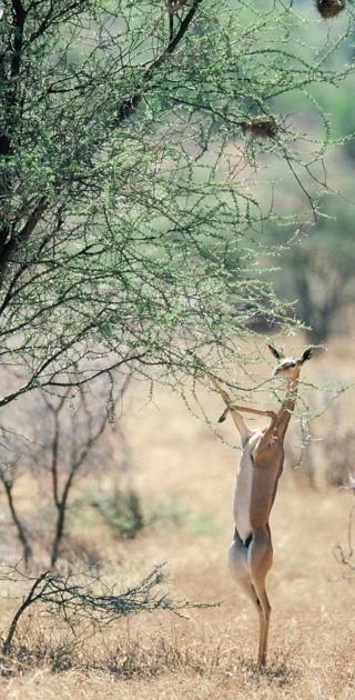 Africarama - 064