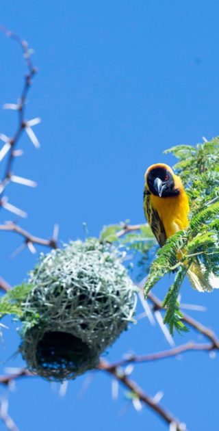 10-amboseli-kenya