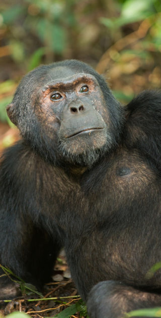 10-kibale-ouganda