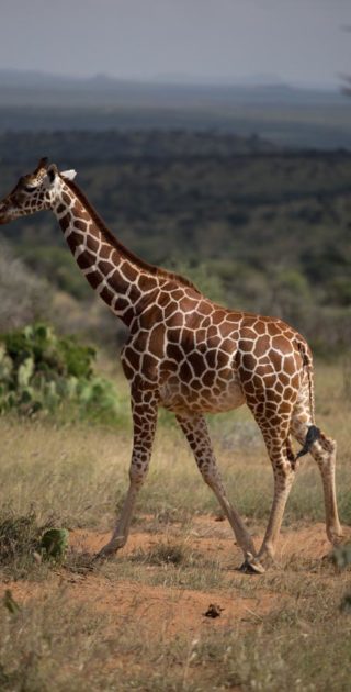 10-loisaba-kenya