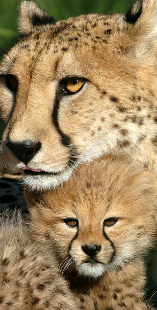 11-amboseli-kenya