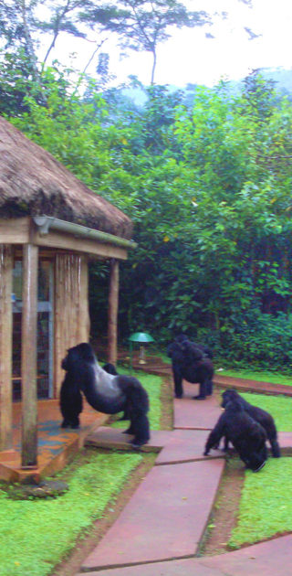 Africa; Uganda; Sanctuary Gorilla Forest Camp