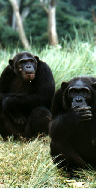 11-kibale-ouganda