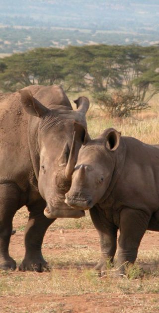 11-lewa-downs-kenya