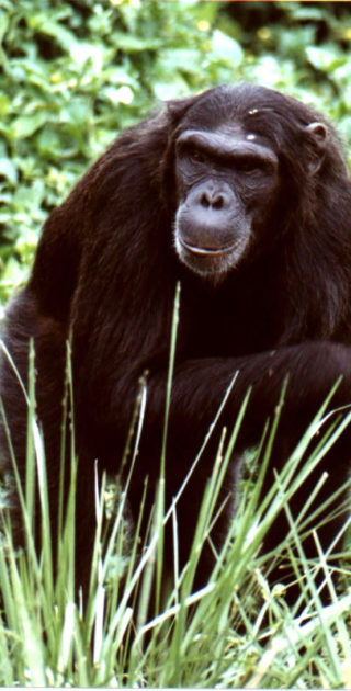 12-kibale-ouganda