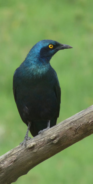 12-nakuru-naivasha-kenya