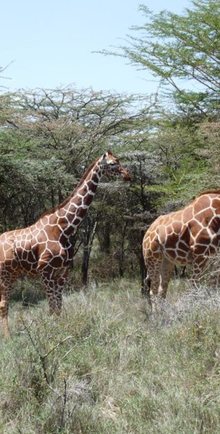 13-lewa-downs-kenya