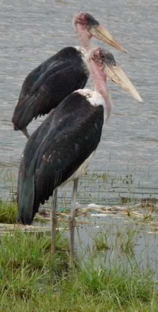 13-nakuru-naivasha-kenya