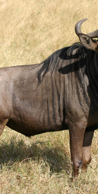 14-amboseli-kenya