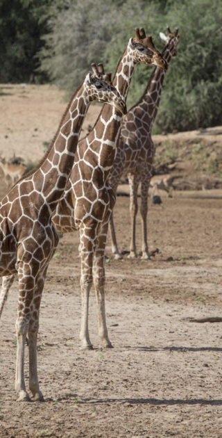 Reticulated Giraffes in a dry riverbed in Samburu National reserve