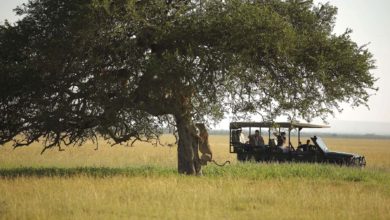 Le Serengeti récompensé – Tanzanie (13/11/2020)