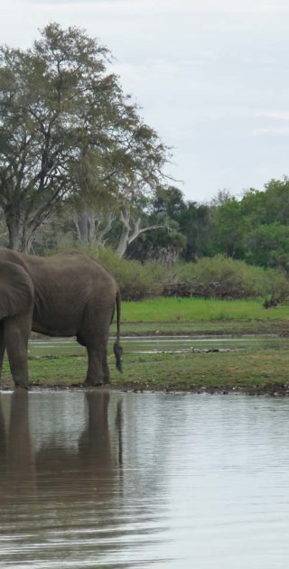 slideshow_itineraire_tanzanie_9nuits_ruaha_selous_7