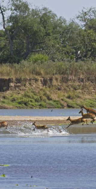 slideshow_itineraire_tanzanie_9nuits_ruaha_selous_9