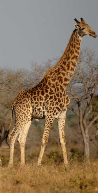 slideshow_kenya_3