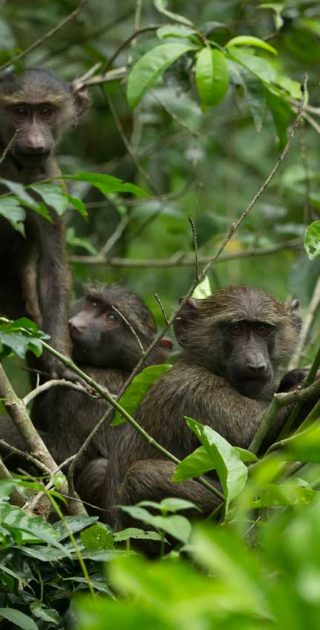 slideshow_ouganda_2