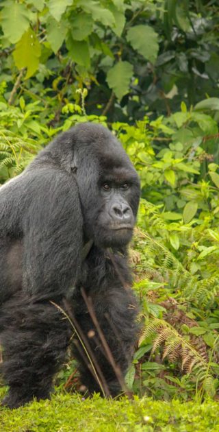 slideshow_ouganda_3
