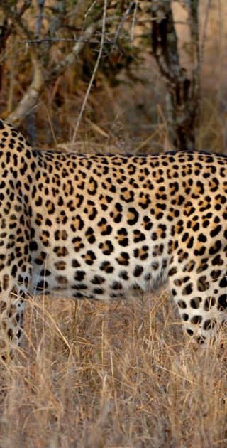 slideshow_parc_tarangire_6