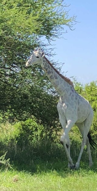 slideshow_parc_tarangire_6