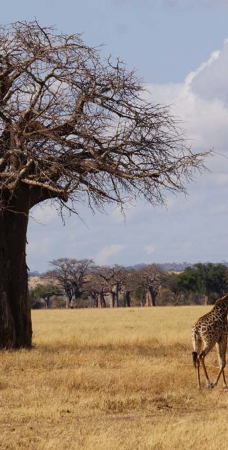 slideshow_parc_tarangire_9