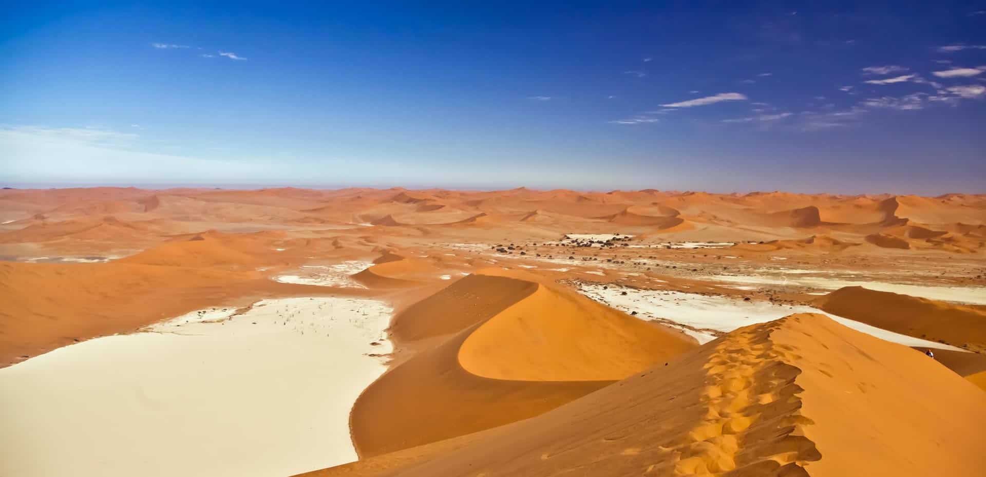 safari namibie ou afrique du sud