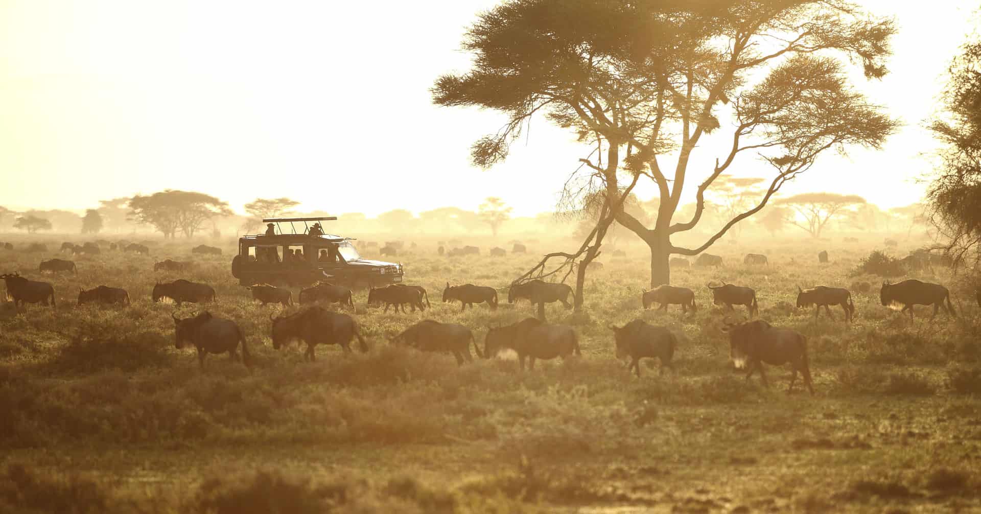 safari en famille tanzanie avis