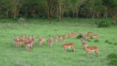 Jouissez de votre safari privé en Tanzanie en toute tranquillité ! (20/02/2021)