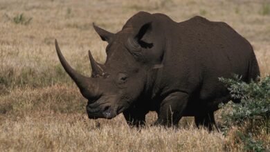 La population de rhinocéros continue d’augmenter à Lewa ! (30/10/2021)