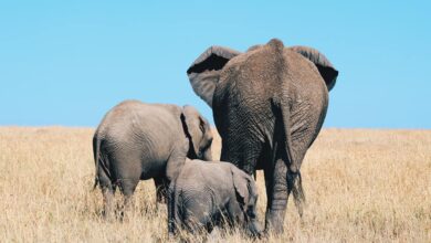 205 éléphants sont morts au Kenya  (19/11/2022)