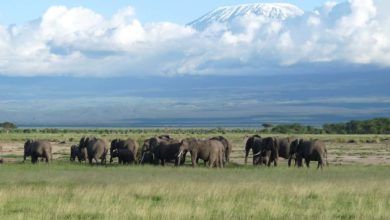 L’augmentation des naissances d’éléphants au Kenya est confirmée officiellement ! (27/03/2021)