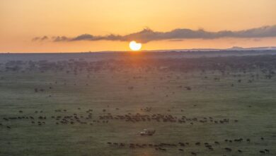 La grande migration arrive dans le Sud du Serengeti  (03/12/2022)